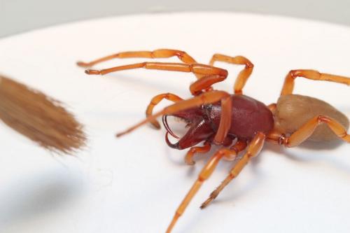 Dysdera crocata